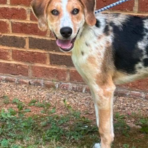 Enlarge Speckles, a Adoptable mixed breed in Washington DC, DC image 1/4