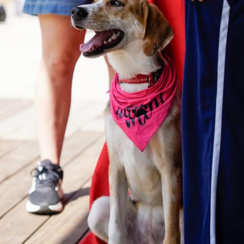 Enlarge Speckles, a Adoptable mixed breed in Washington DC, DC image 5/6