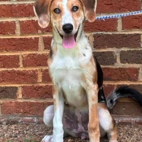Enlarge Speckles, a Adoptable mixed breed in Washington DC, DC image 2/4