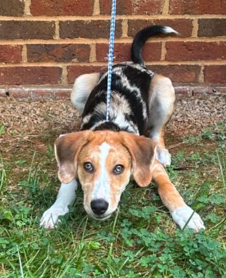 Enlarge Speckles, a Adoptable mixed breed in Washington DC, DC image 3/4