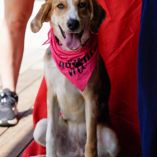 Enlarge Speckles, a Adoptable mixed breed in Washington DC, DC image 6/6