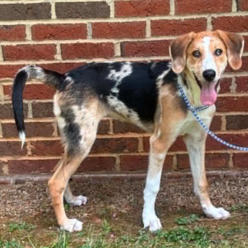 Enlarge Speckles, a Adoptable mixed breed in Washington DC, DC image 4/4