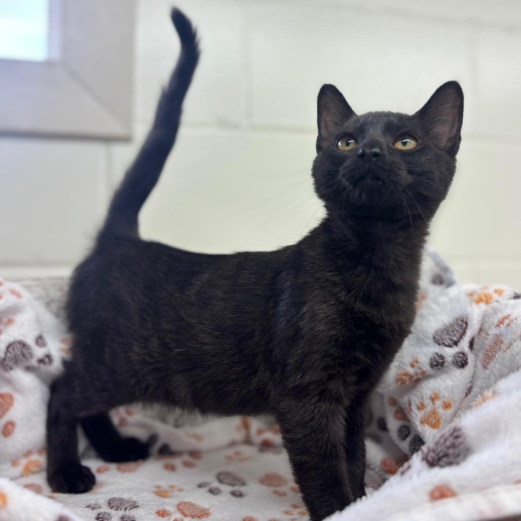 Casey, Adoptable, Young Female Domestic Short Hair.