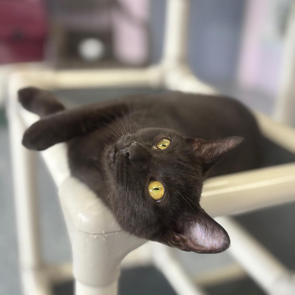 Enlarge Casey, a Adoptable Domestic Short Hair in Marshalltown, IA image 2/2