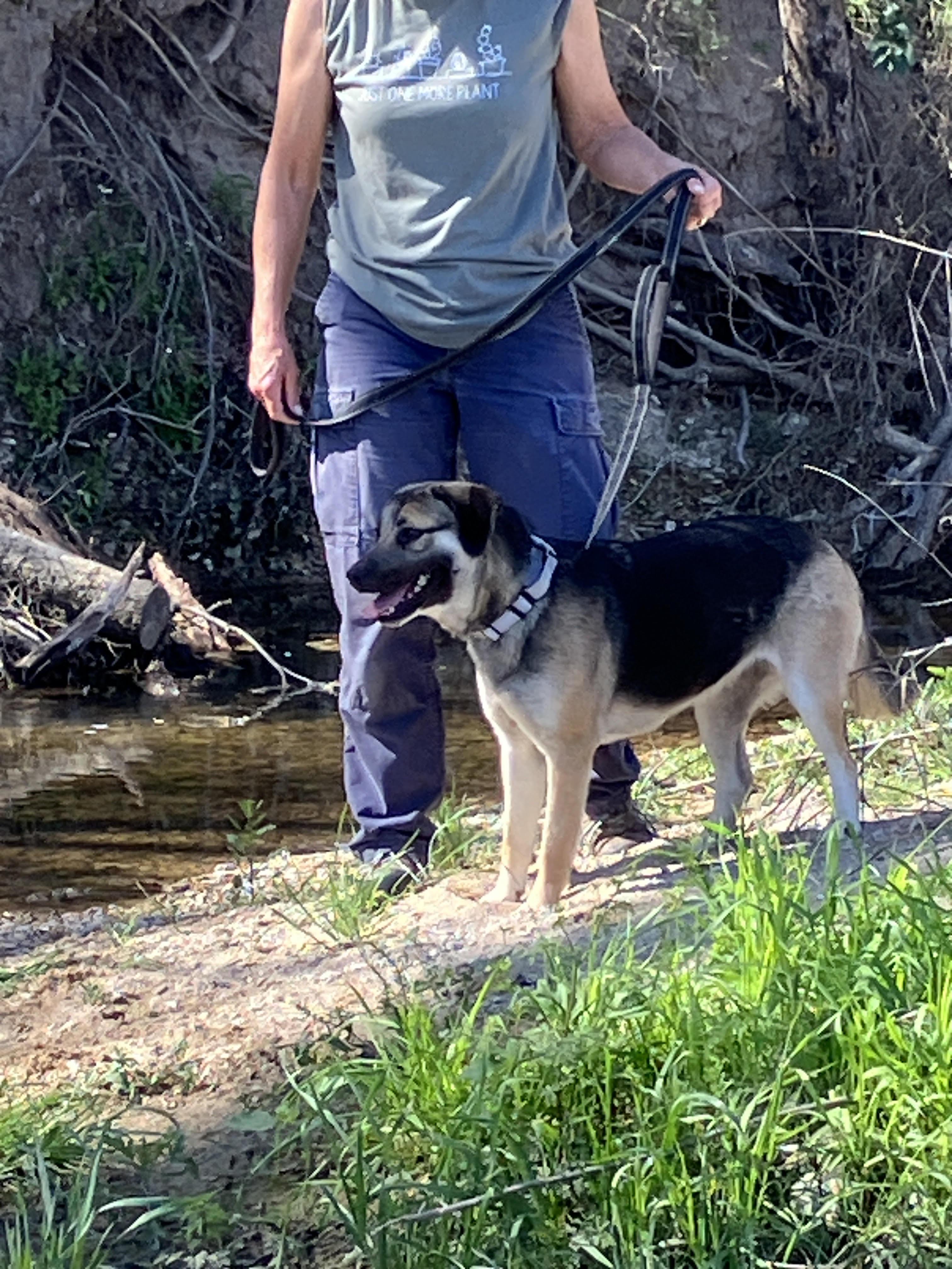 Enlarge SADIE-Gentle Gal, an adopted mixed breed in Stephenville, TX image 2/6