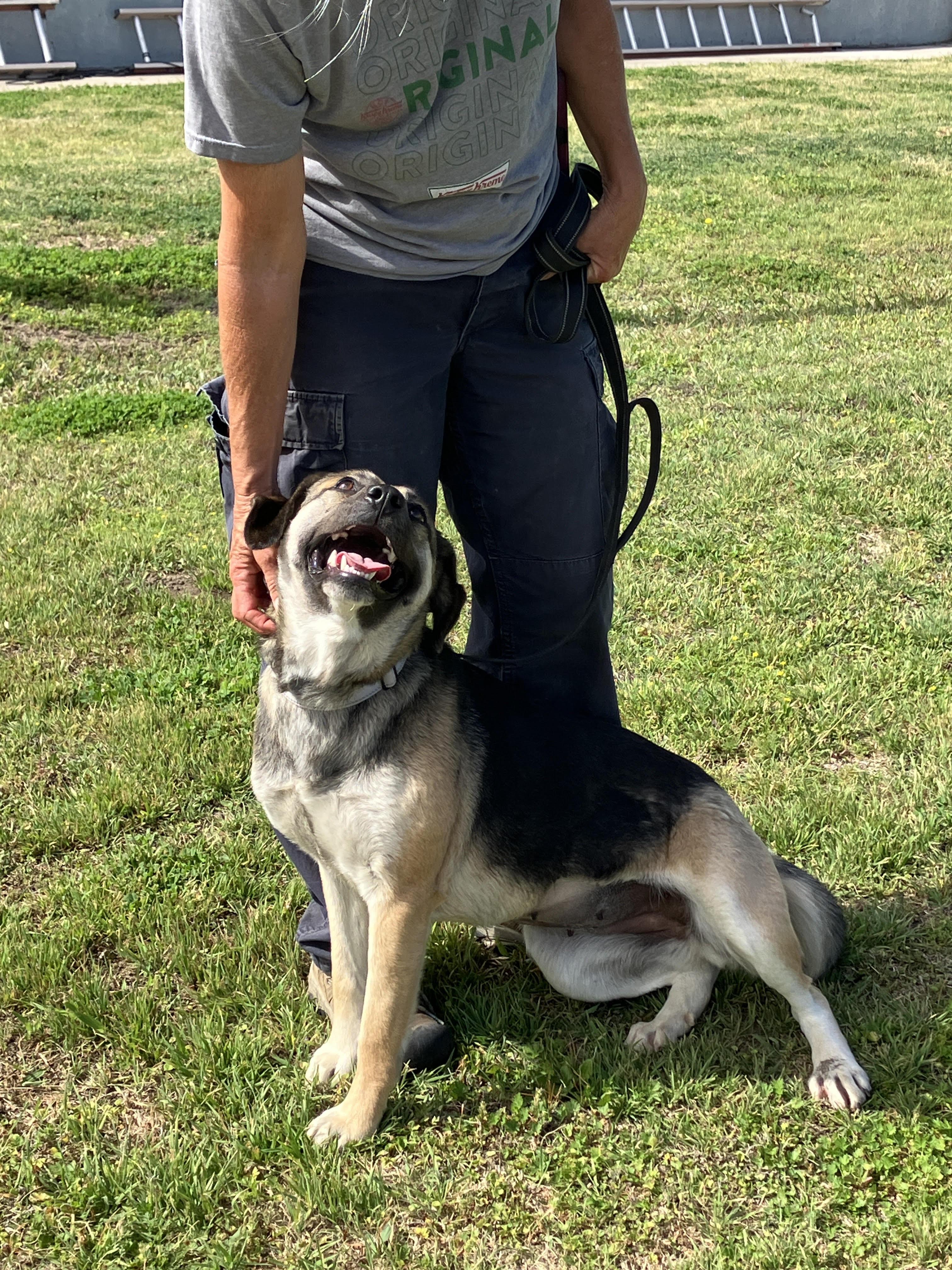 Enlarge SADIE-Gentle Gal, an adopted mixed breed in Stephenville, TX image 3/6