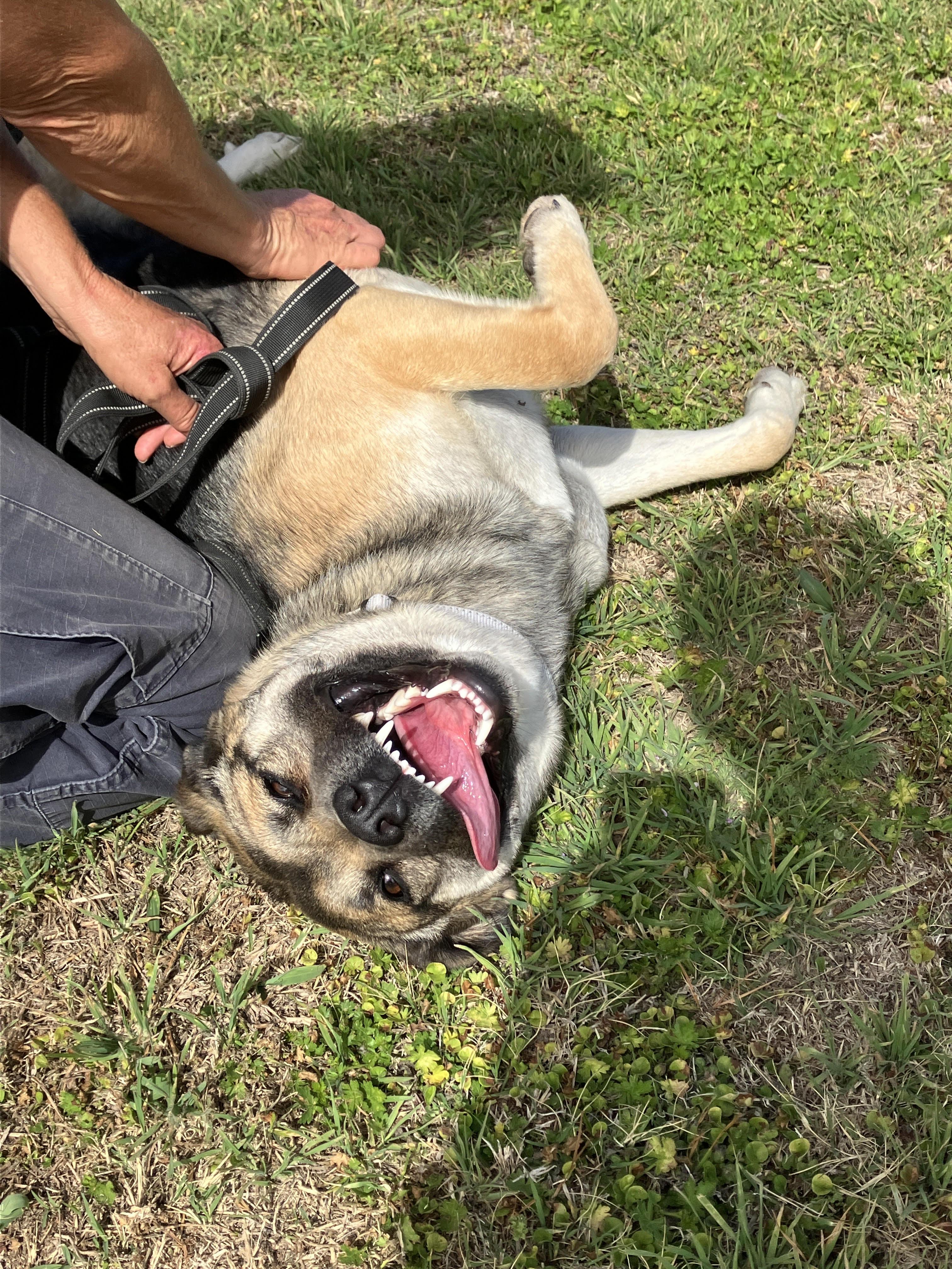 Enlarge SADIE-Gentle Gal, an adopted mixed breed in Stephenville, TX image 5/6