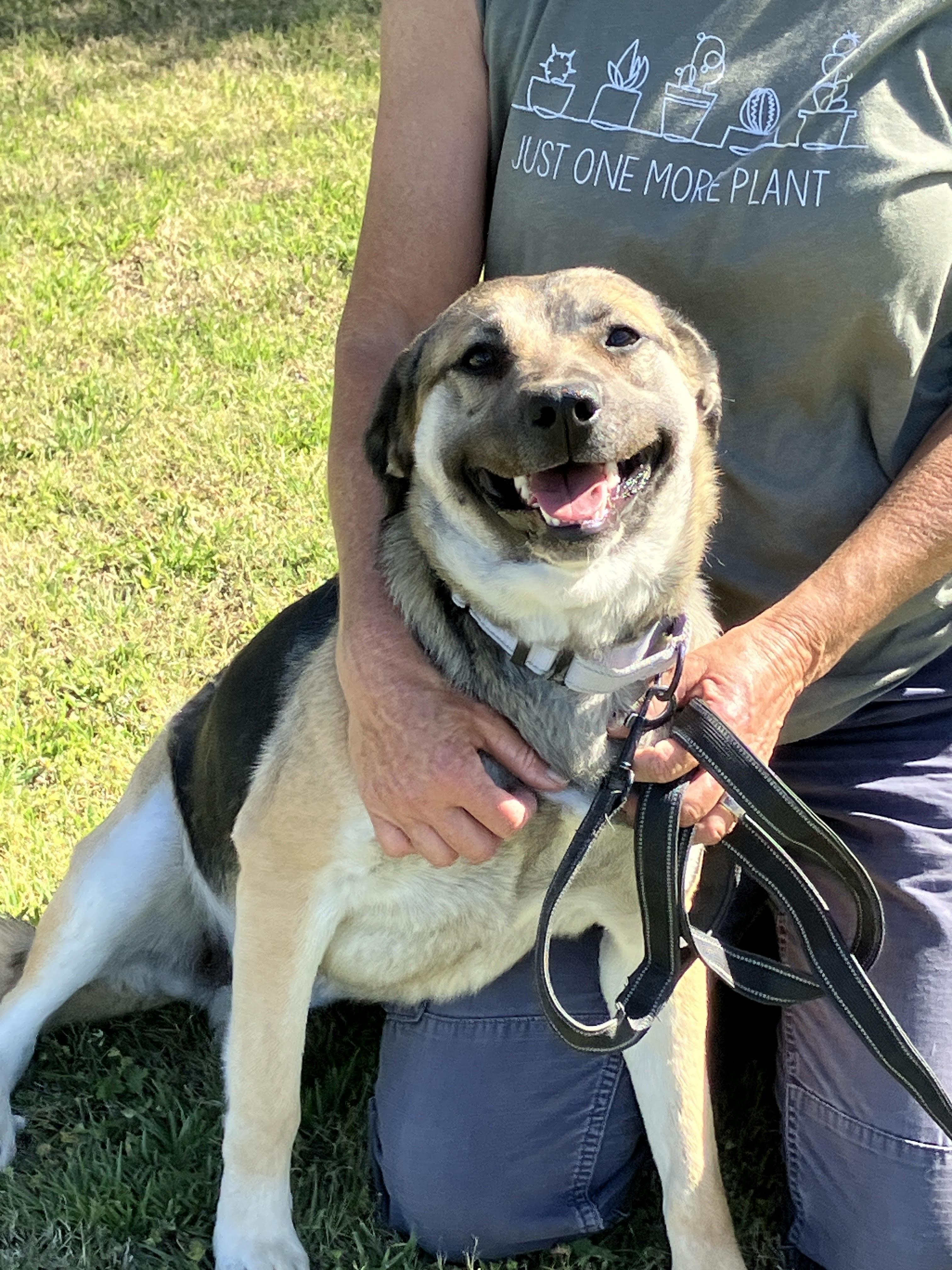 SADIE-Gentle Gal, adopted, Adult Female German Shepherd Dog.