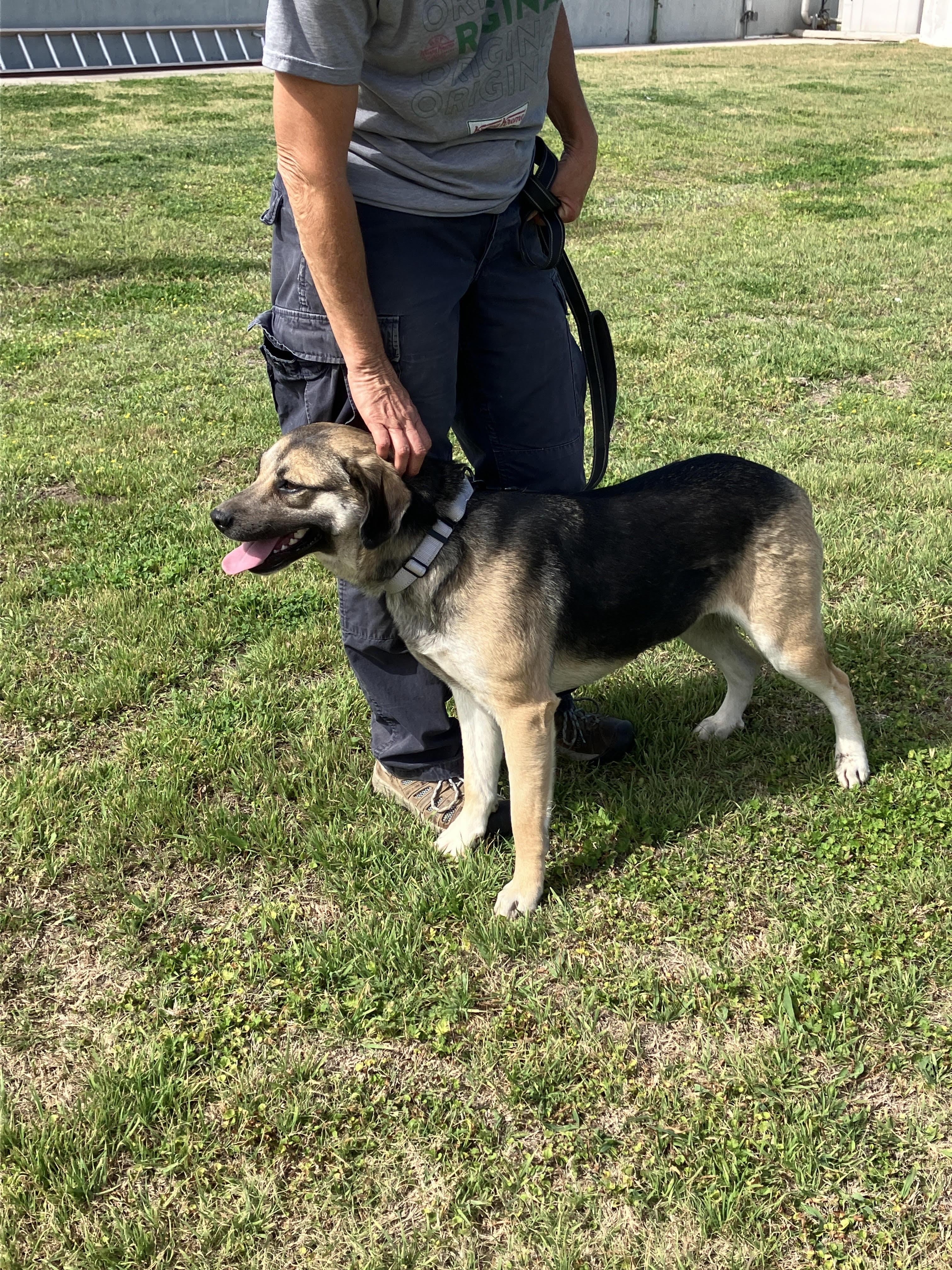 Enlarge SADIE-Gentle Gal, an adopted mixed breed in Stephenville, TX image 4/6