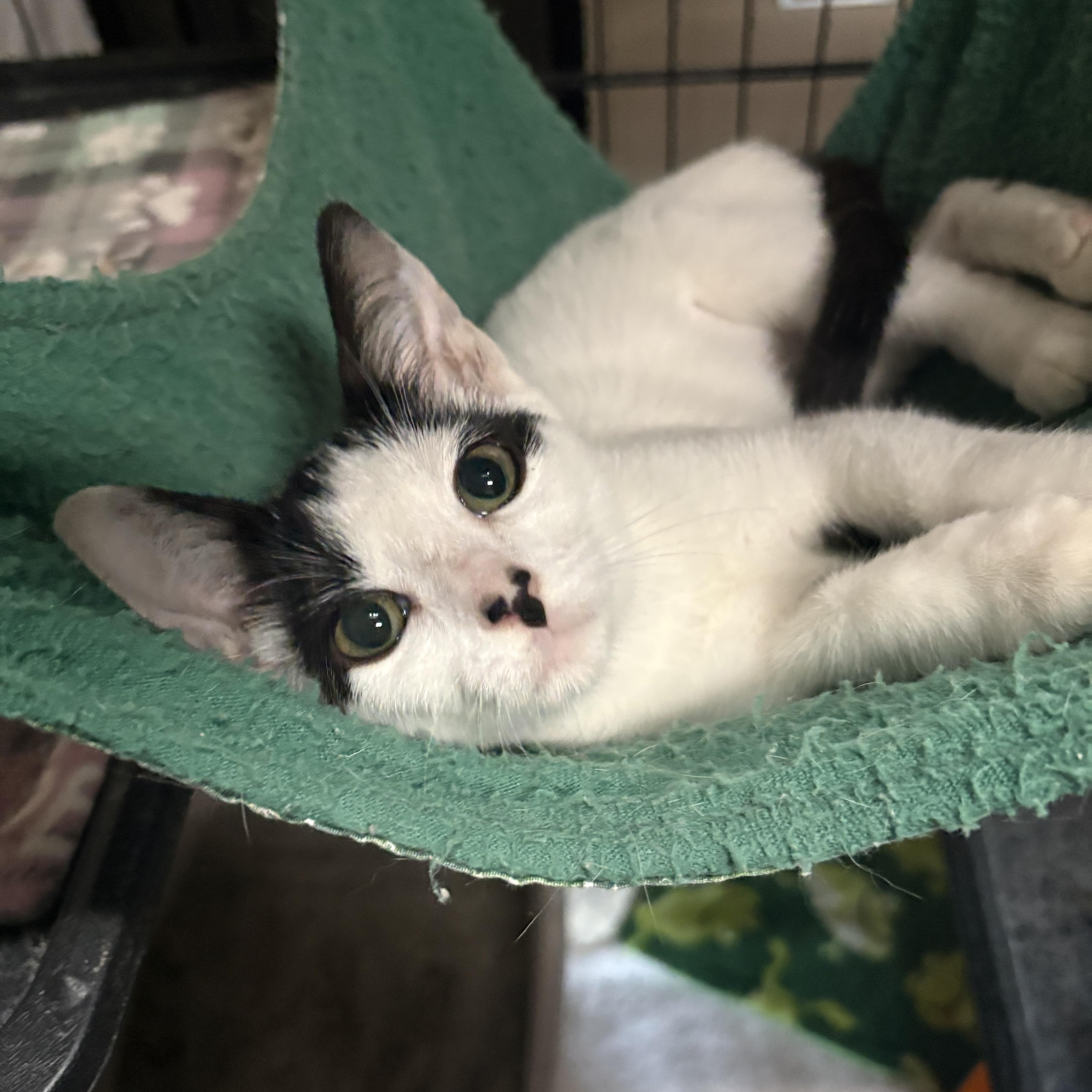 Enlarge Cloud, a Adoptable Domestic Short Hair in Highland, IN image 4/4