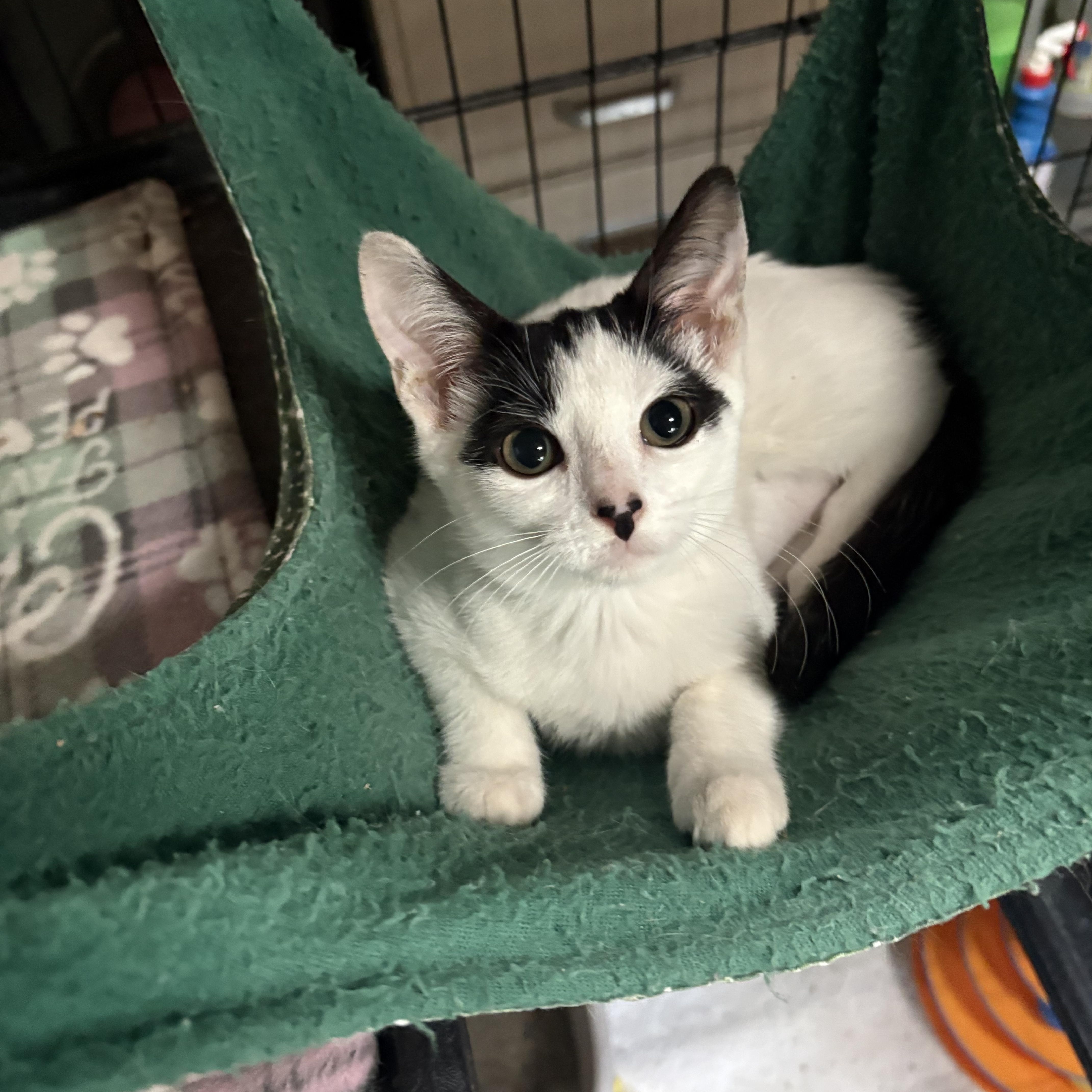 Enlarge Cloud, a Adoptable Domestic Short Hair in Highland, IN image 2/4