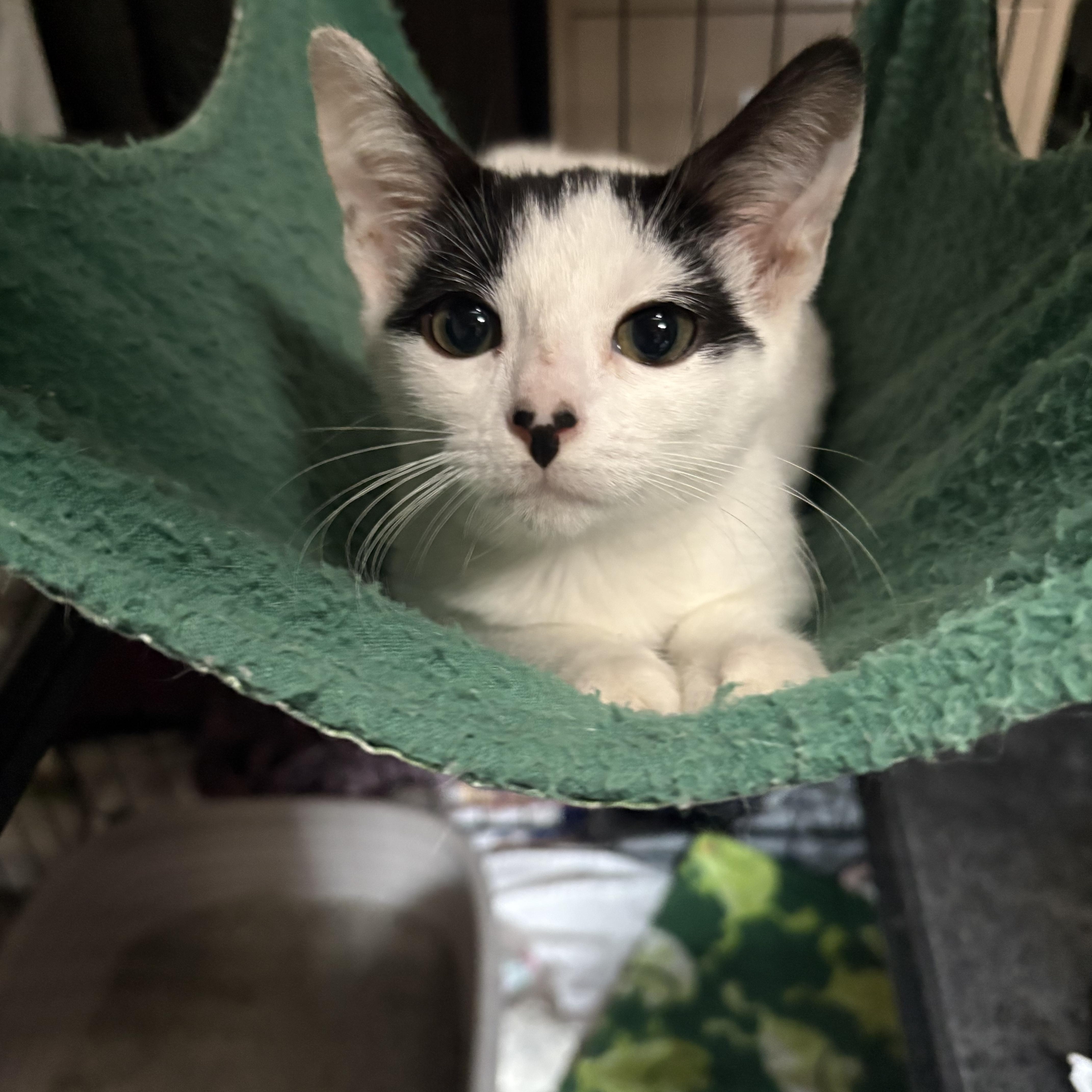 Cloud, Adoptable, Kitten Female Domestic Short Hair.