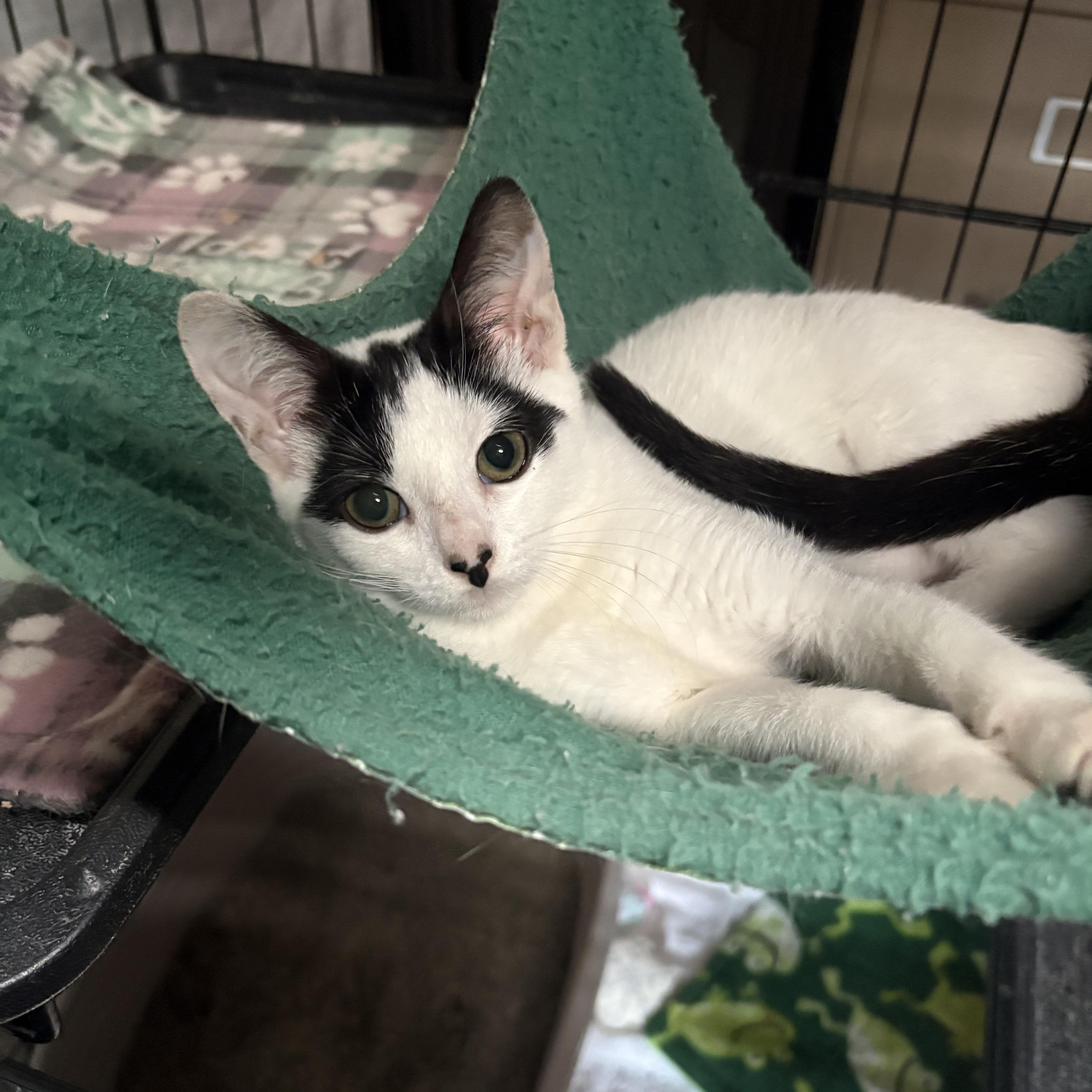 Enlarge Cloud, a Adoptable Domestic Short Hair in Highland, IN image 3/4