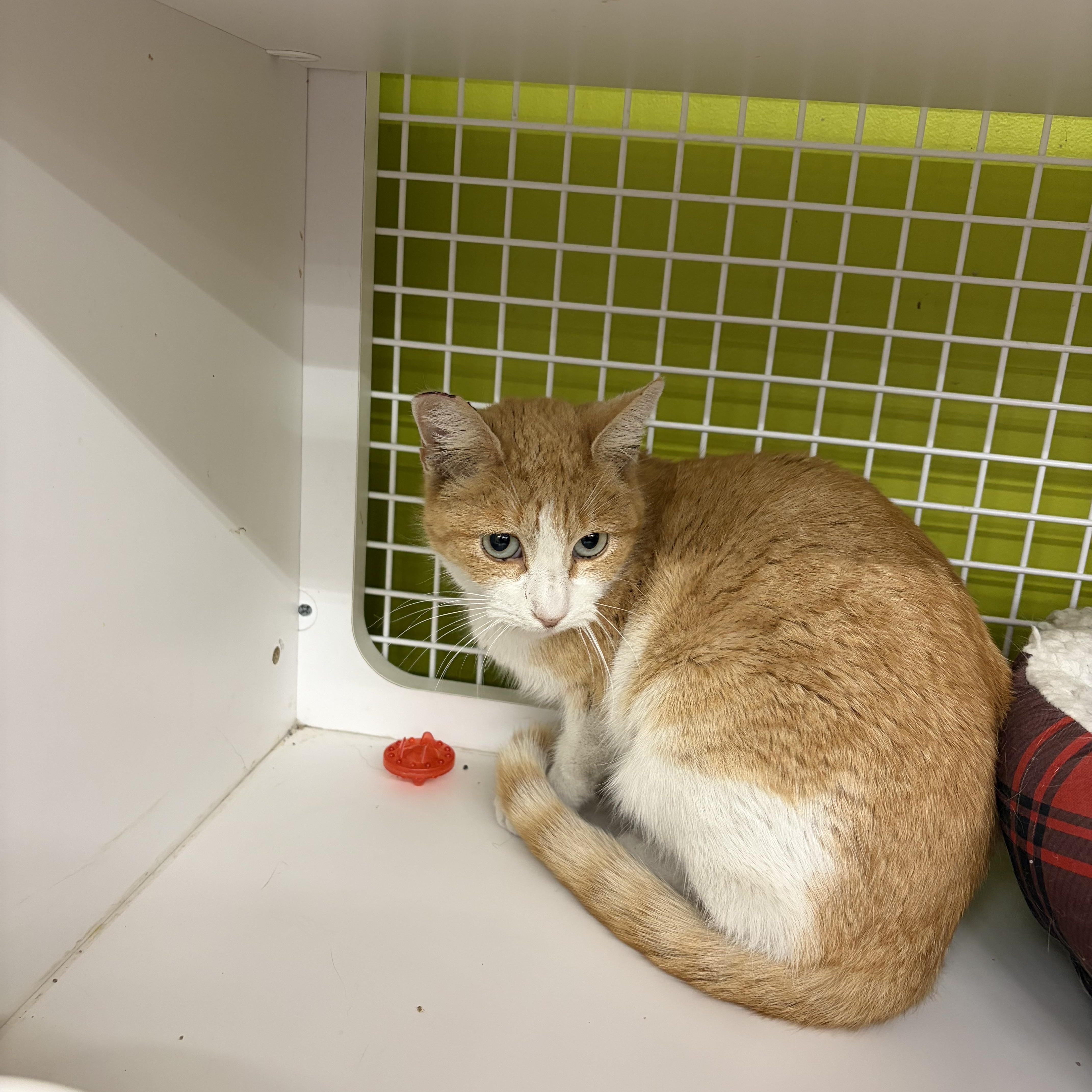 Enlarge Let’s Go Home! , a ADOPTABLE Tabby in Las Vegas, NV image 1/1