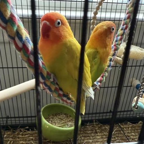 Indiza & Imba!, Adoptable, Young Female Lovebird.