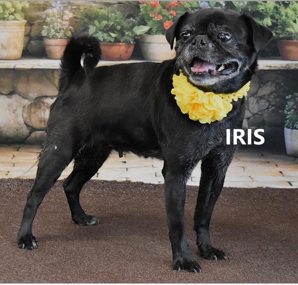 Enlarge Iris Mae, a Adoptable mixed breed in Gilbert, AZ image 1/3