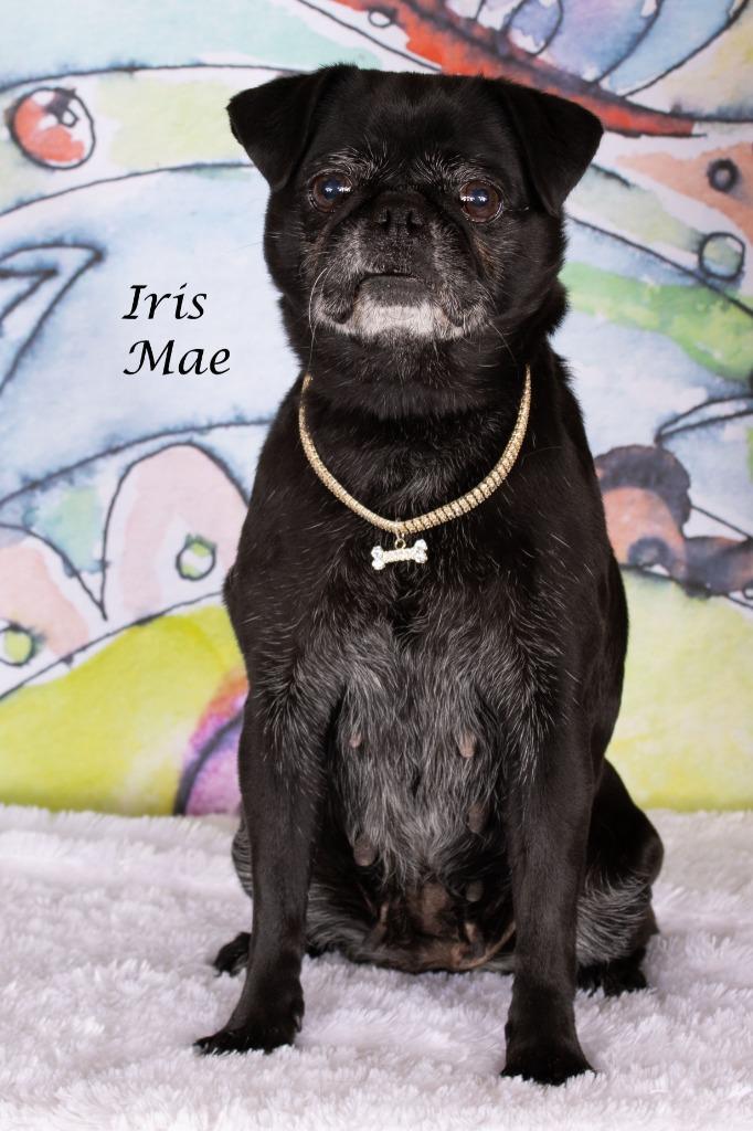 Enlarge Iris Mae, a Adoptable mixed breed in Gilbert, AZ image 2/3