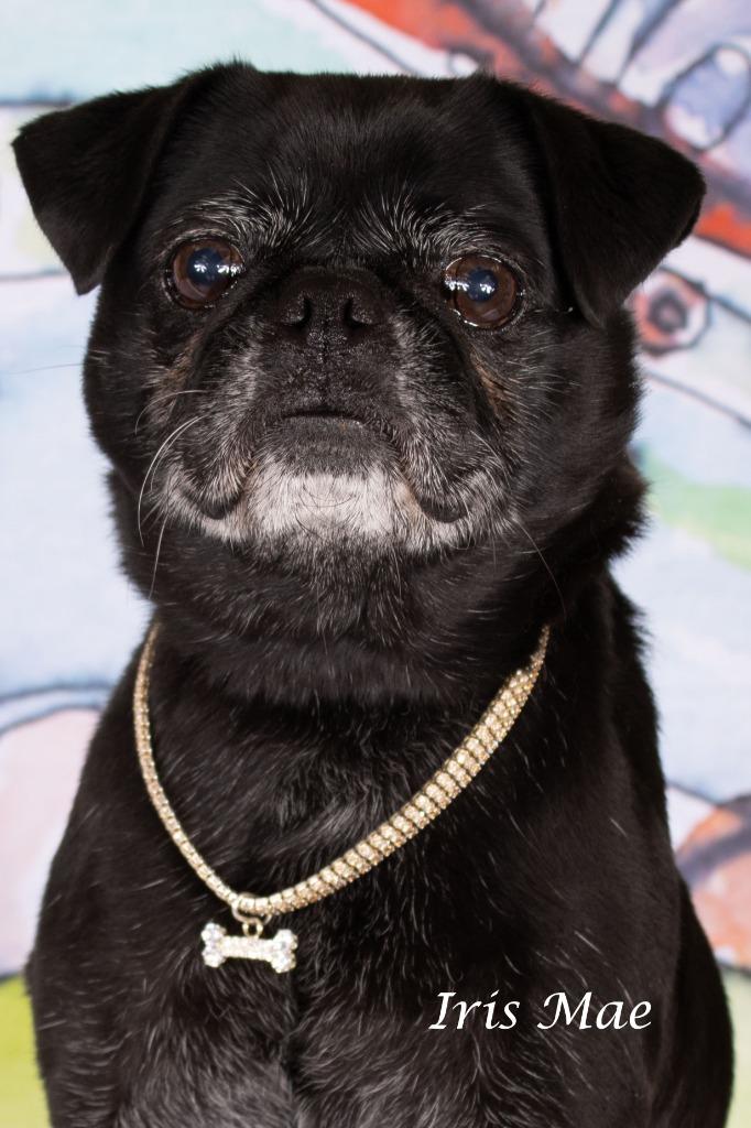 Enlarge Iris Mae, a Adoptable mixed breed in Gilbert, AZ image 3/3