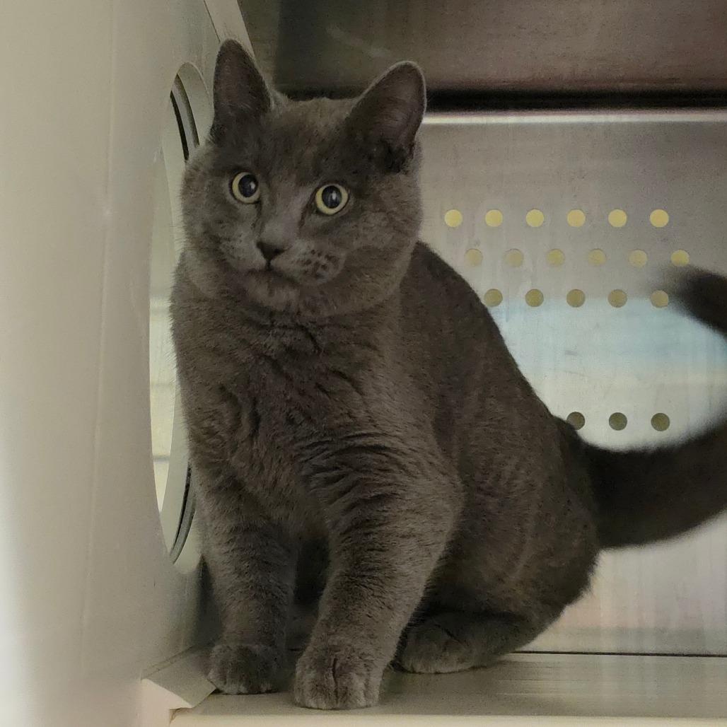 Amethyst, Adoptable, Young Female Domestic Short Hair.