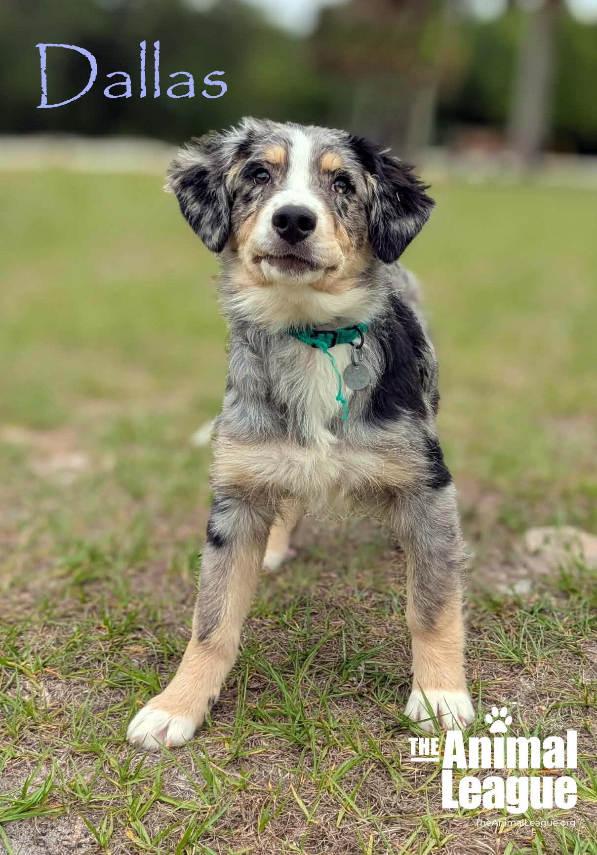 Enlarge Dallas, a Adoptable mixed breed in Groveland, FL image 2/4