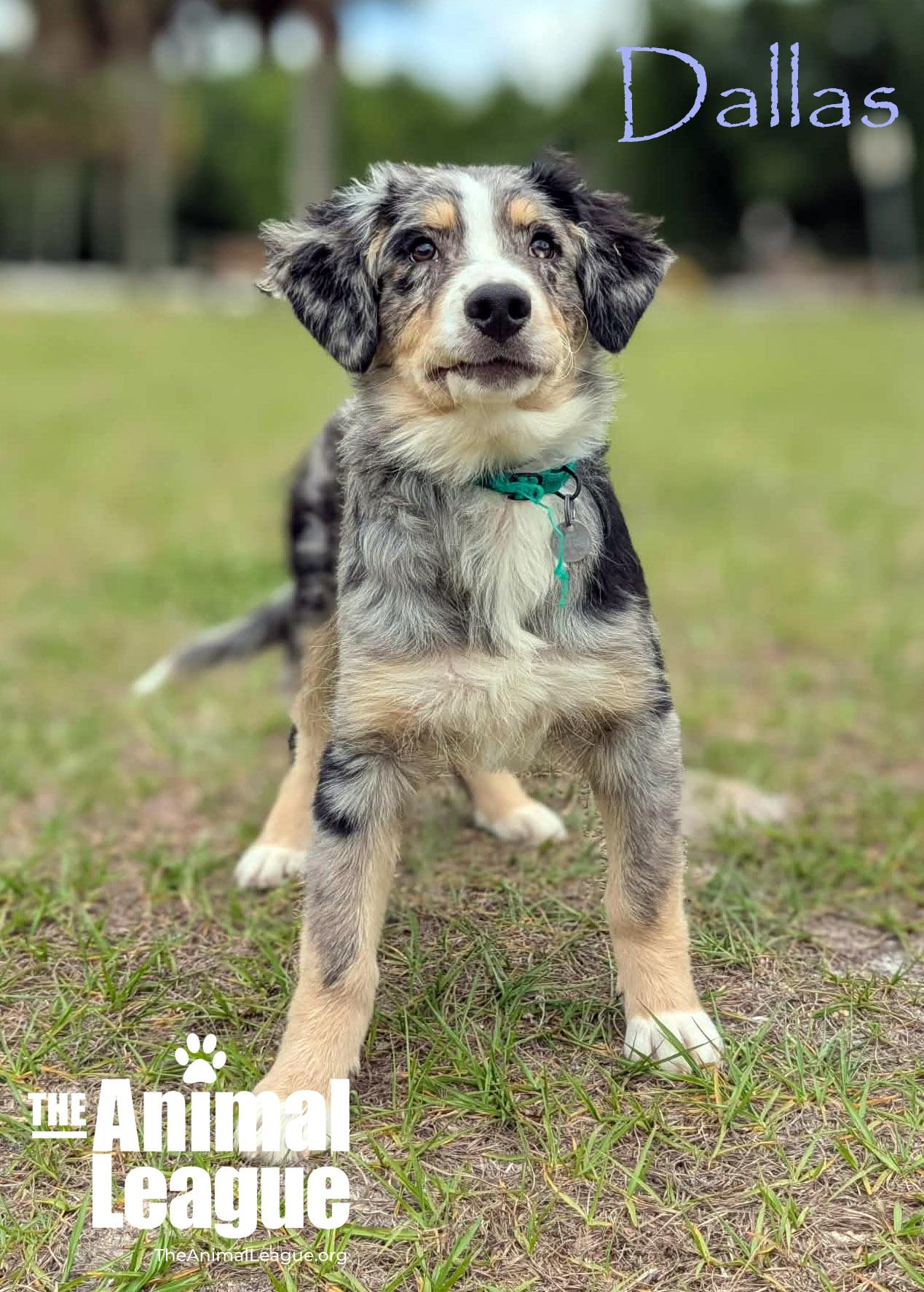 Enlarge Dallas, a Adoptable mixed breed in Groveland, FL image 4/4