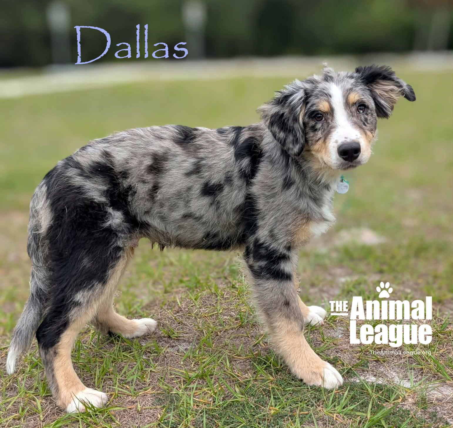 Enlarge Dallas, a Adoptable mixed breed in Groveland, FL image 3/4