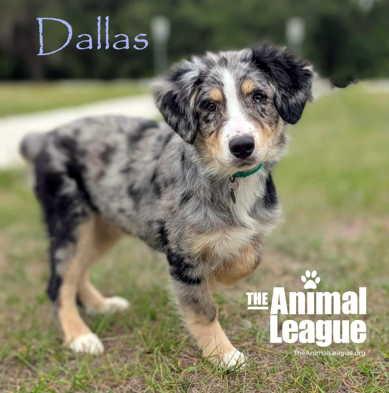 Enlarge Dallas, a Adoptable mixed breed in Groveland, FL image 1/4