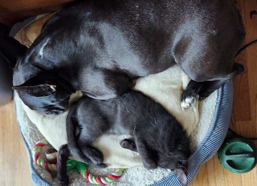 Enlarge Bart, a Adoptable mixed breed in Bellevue, NE image 1/3