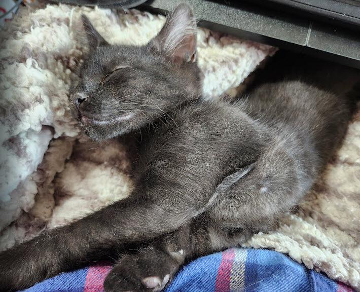 Enlarge Bart, a Adoptable mixed breed in Bellevue, NE image 2/3