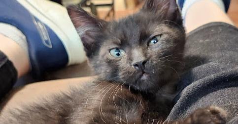 Enlarge Bart, a Adoptable mixed breed in Bellevue, NE image 3/3