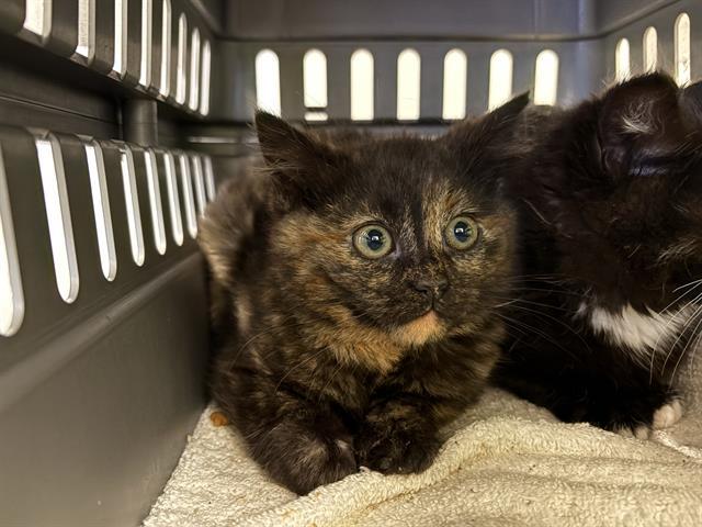 BEAR, Adoptable, Young Female Domestic Short Hair.