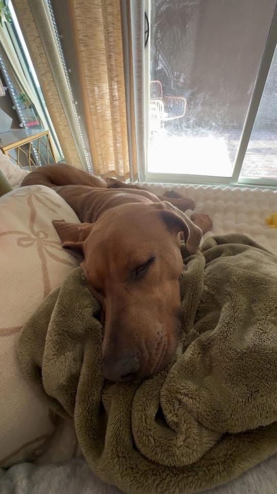 Enlarge Roan, an adopted mixed breed in Manhattan, KS image 2/6