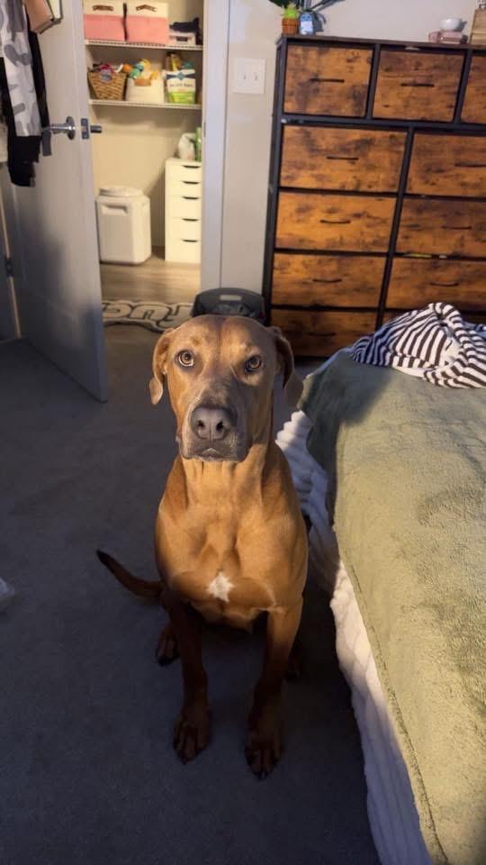 Enlarge Roan, an adopted mixed breed in Manhattan, KS image 1/6