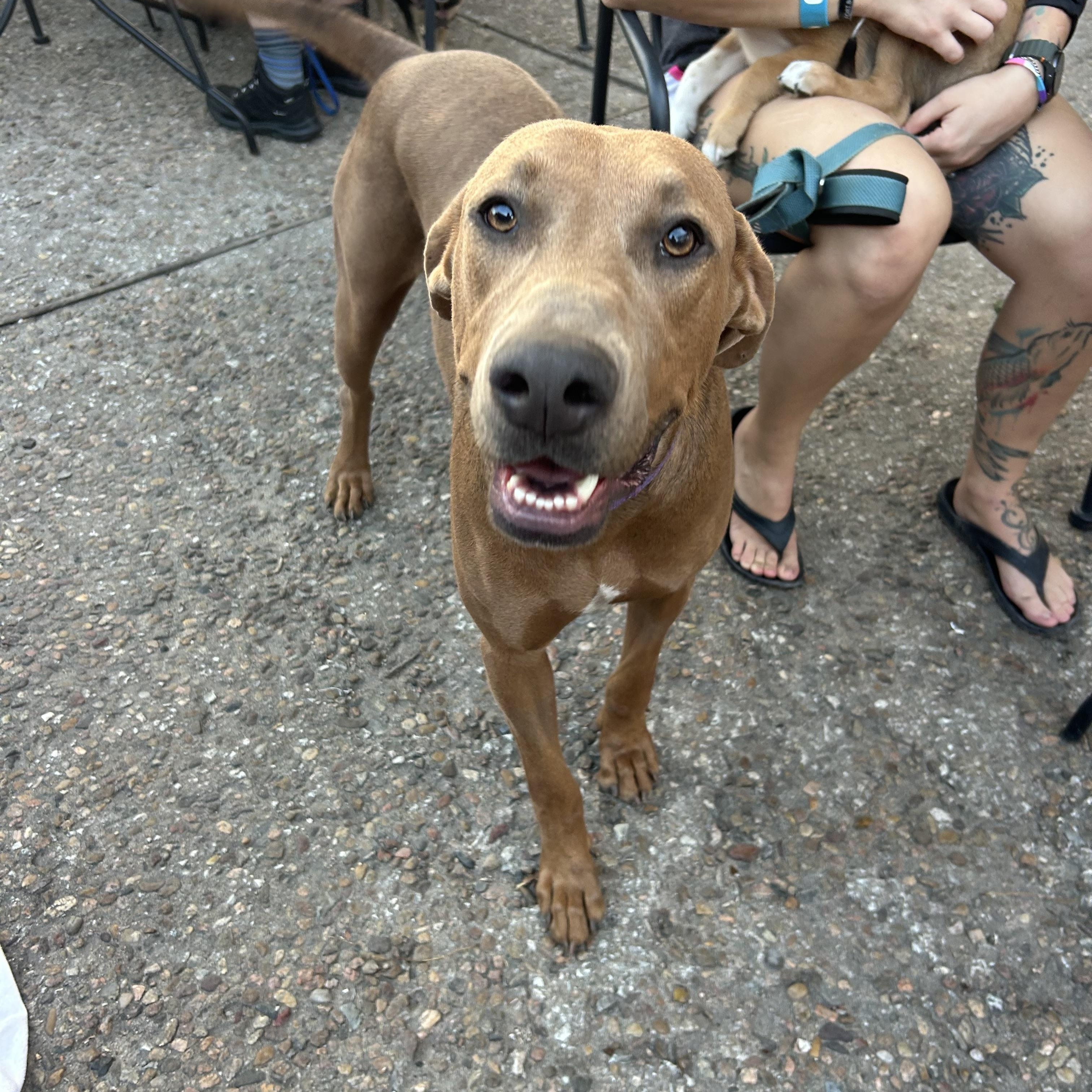 Roan, a Adoptable mixed breed in Manhattan, KS image 4/5
