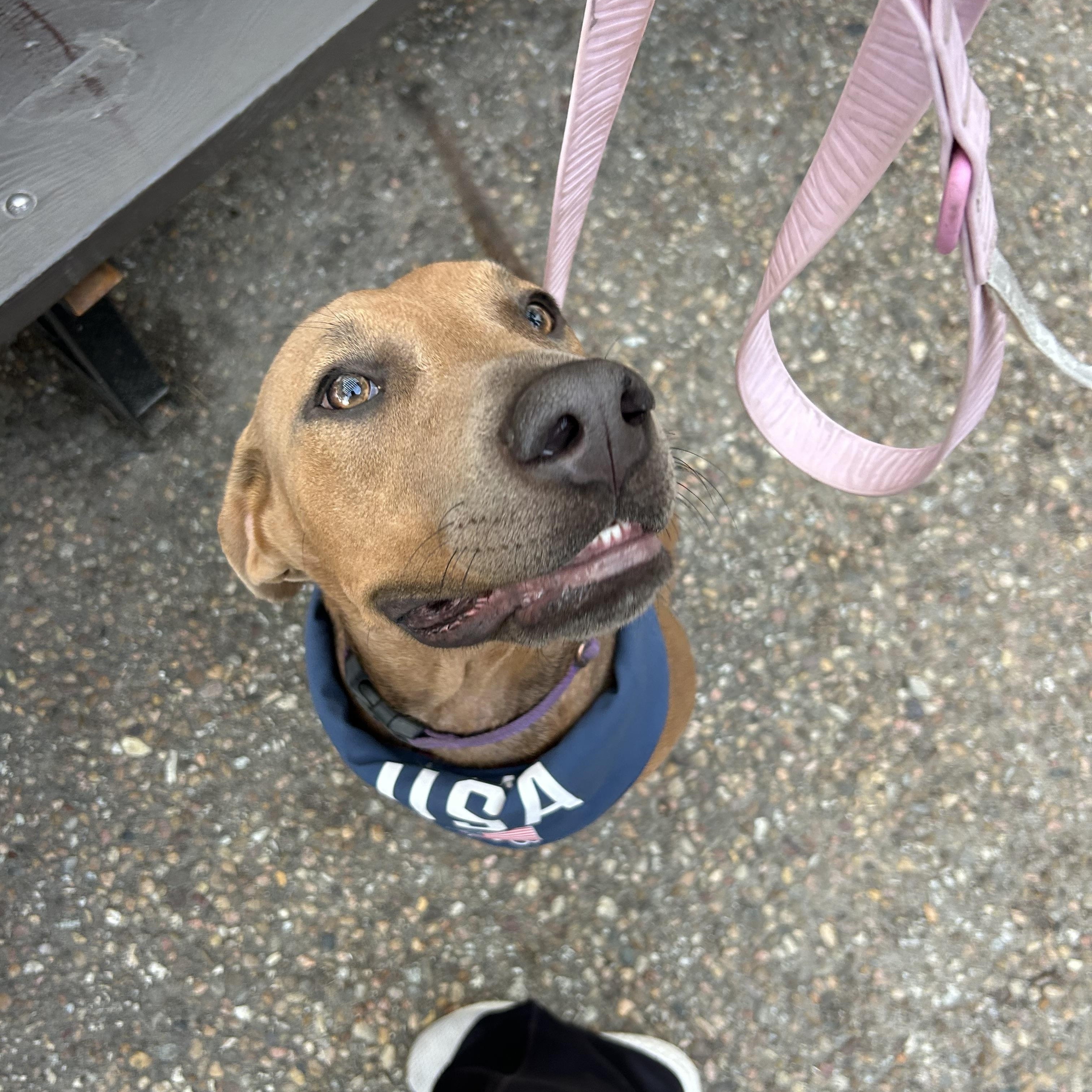 Roan, a Adoptable mixed breed in Manhattan, KS image 5/5