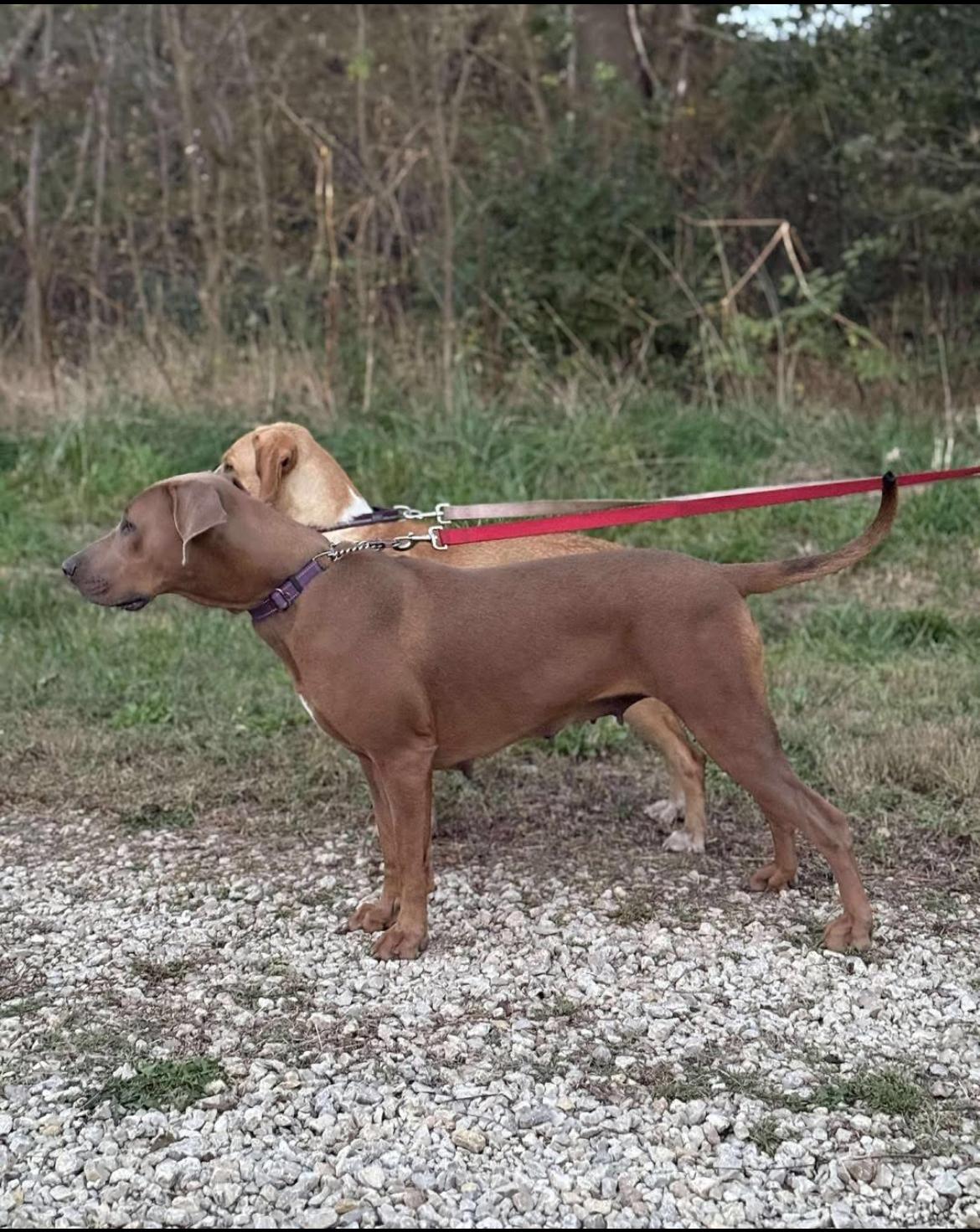 Roan, a Adoptable mixed breed in Manhattan, KS image 2/5