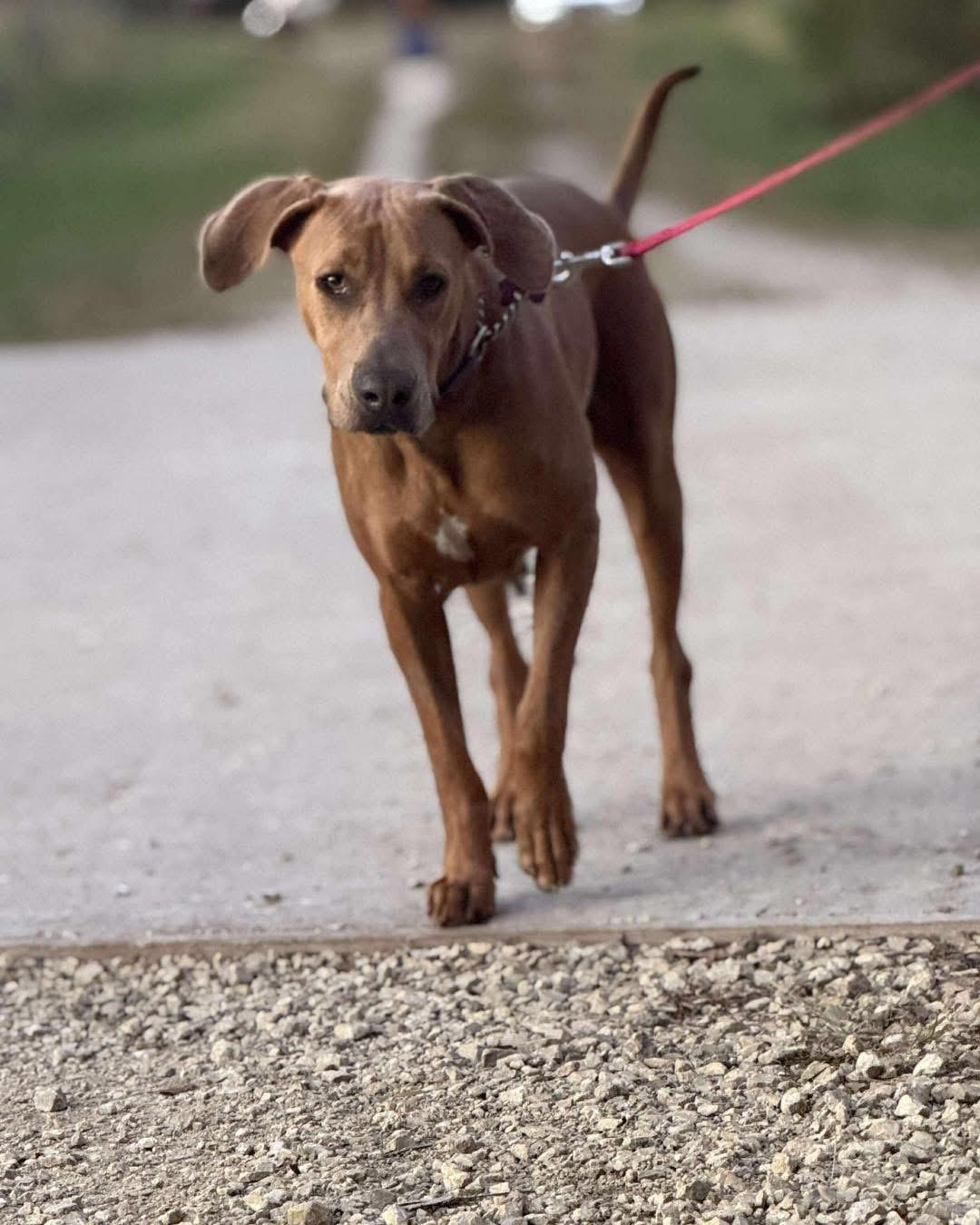 Roan, Adoptable, Young Female Doberman Pinscher & American Staffordshire Terrier.