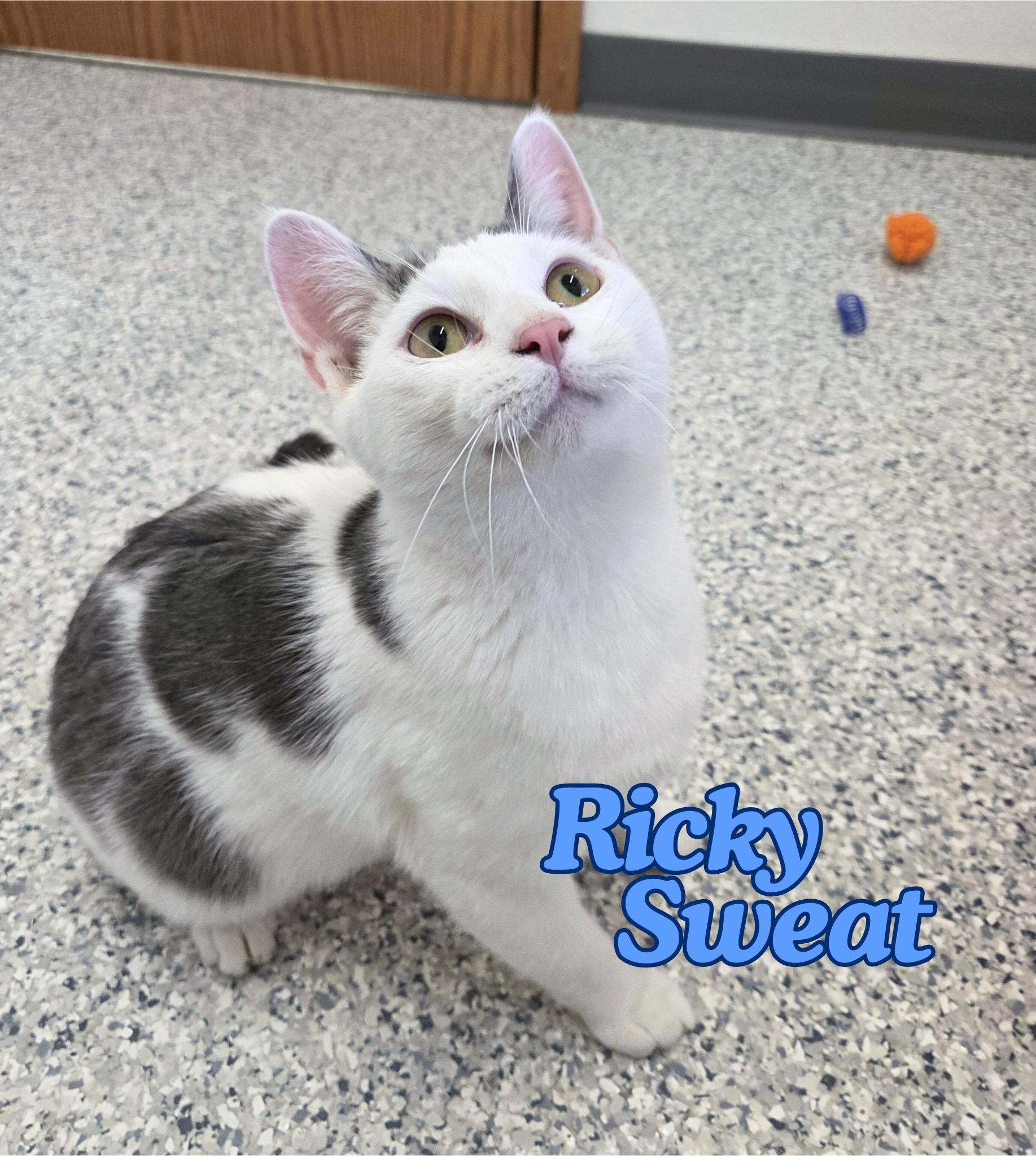 Ricky Sweat, Adoptable, Kitten Male Domestic Short Hair.