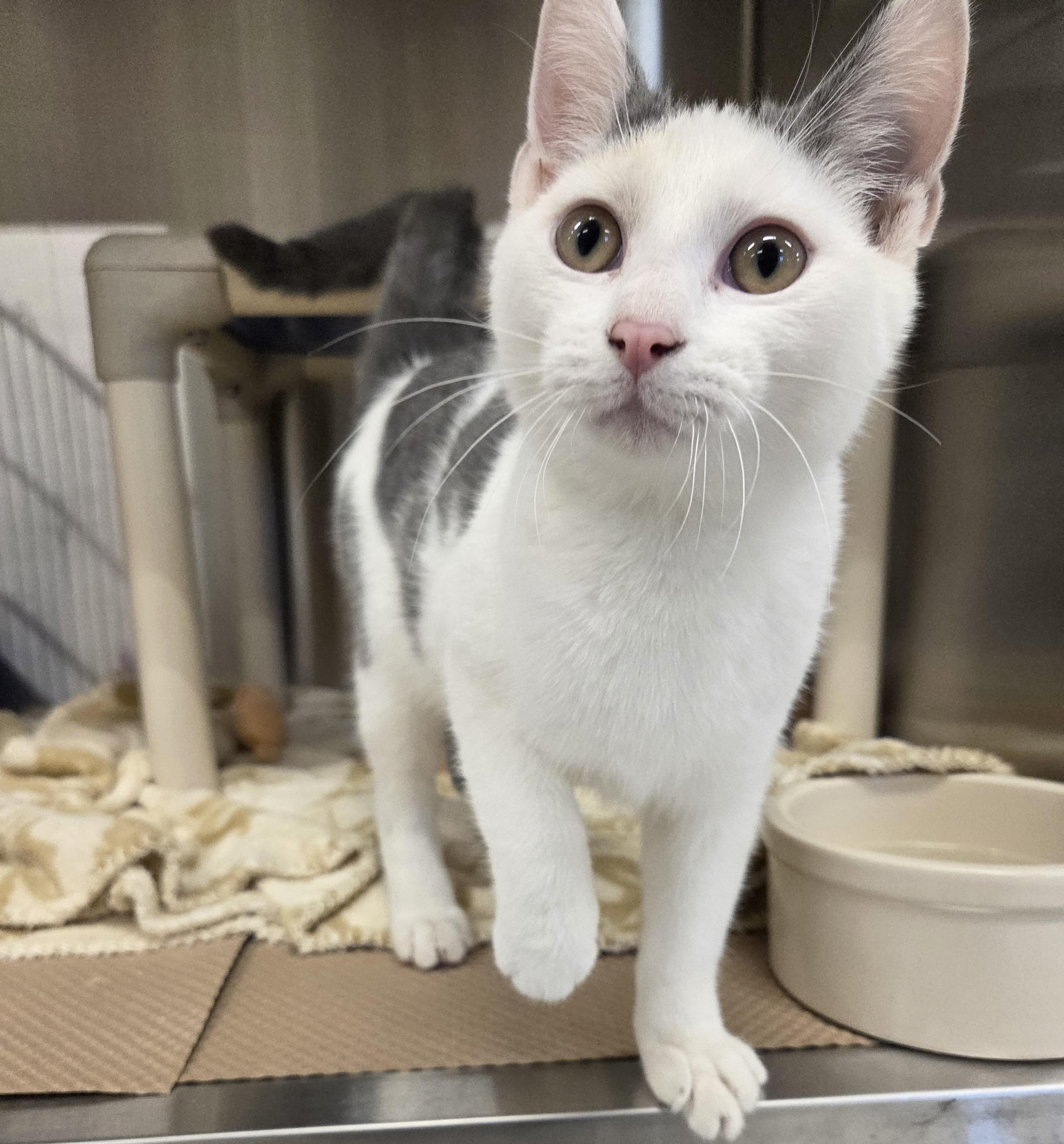 Enlarge Ricky Sweat, a Adoptable Domestic Short Hair in Nevada, IA image 2/2