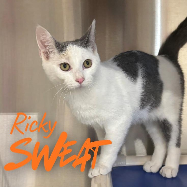 Enlarge Ricky Sweat, a Adoptable Domestic Short Hair in Nevada, IA image 1/2