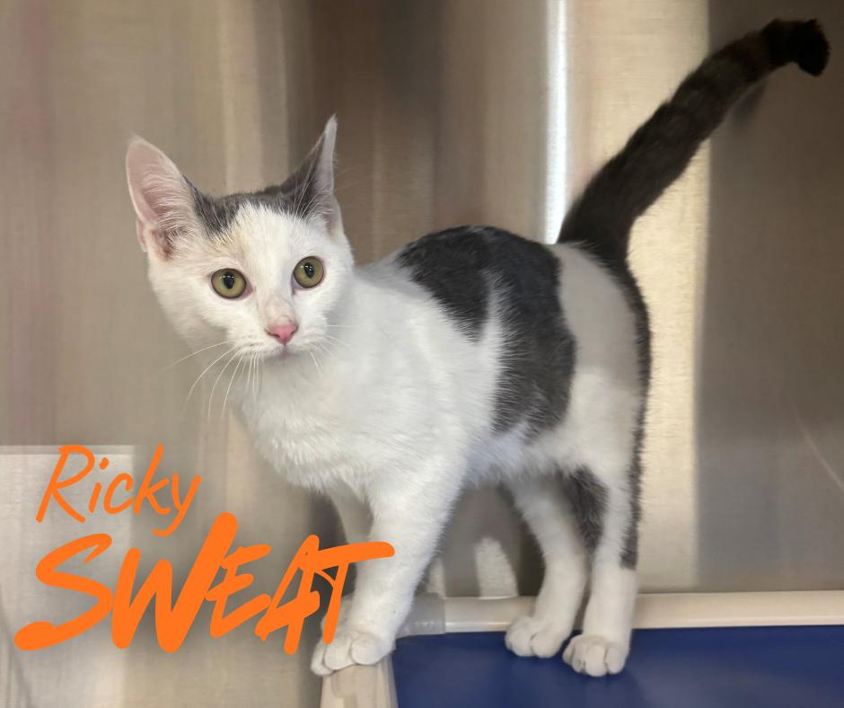 Ricky Sweat thumbnail 2