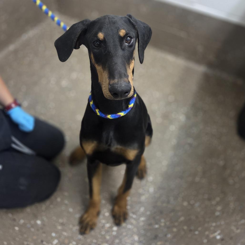 Vinny, Adoptable, Young Male Doberman Pinscher & Mixed Breed.