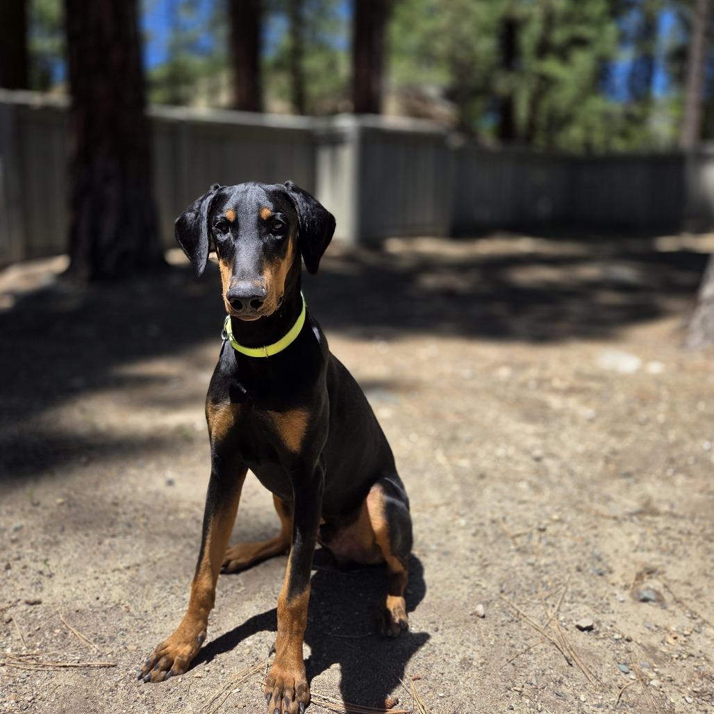 Enlarge Vinny, a Adoptable mixed breed in Incline Village, NV image 2/5