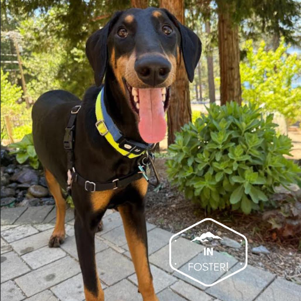 Enlarge Vinny, a Adoptable mixed breed in Incline Village, NV image 4/5