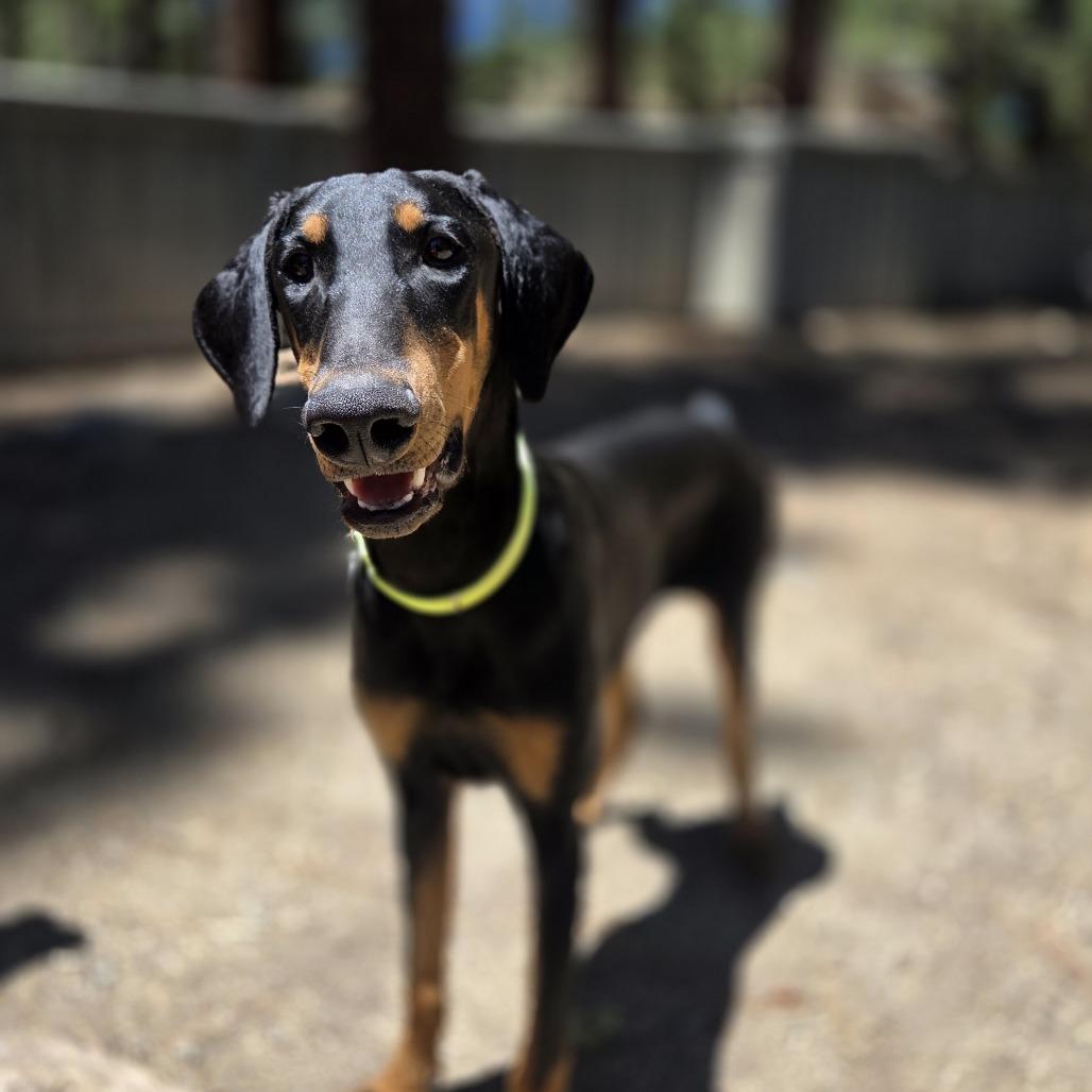 Enlarge Vinny, a Adoptable mixed breed in Incline Village, NV image 5/5