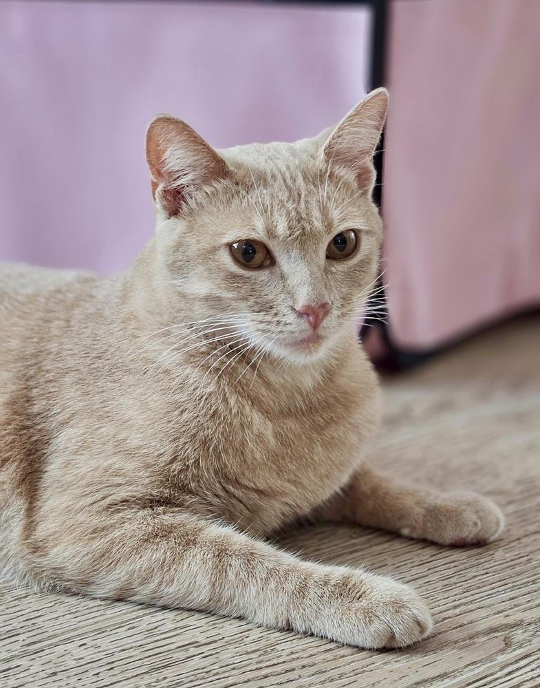Enlarge Molly, a Adoptable mixed breed in Gardena, CA image 2/2