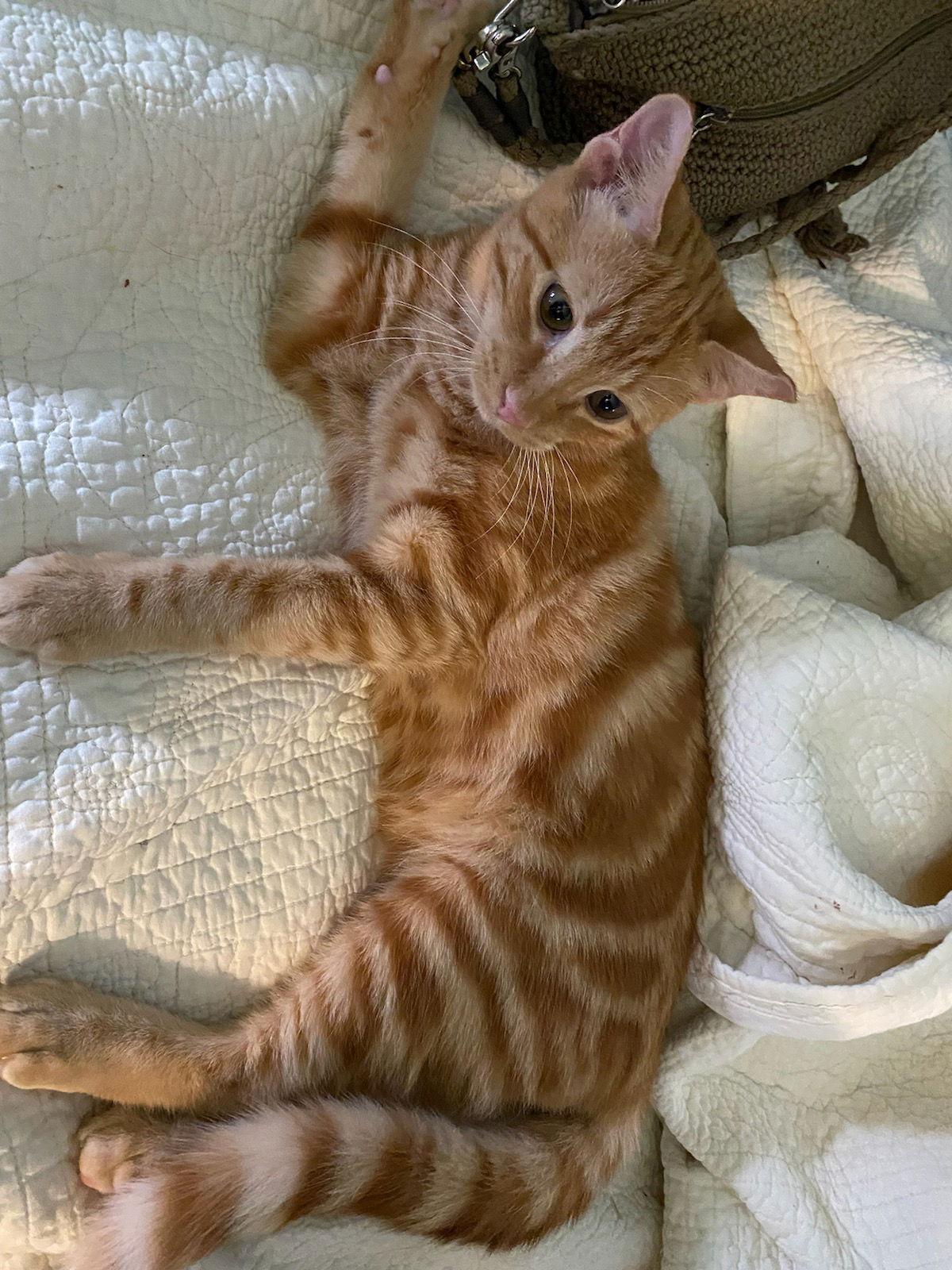 DESI, Adoptable, Kitten Male Tabby & Domestic Short Hair.