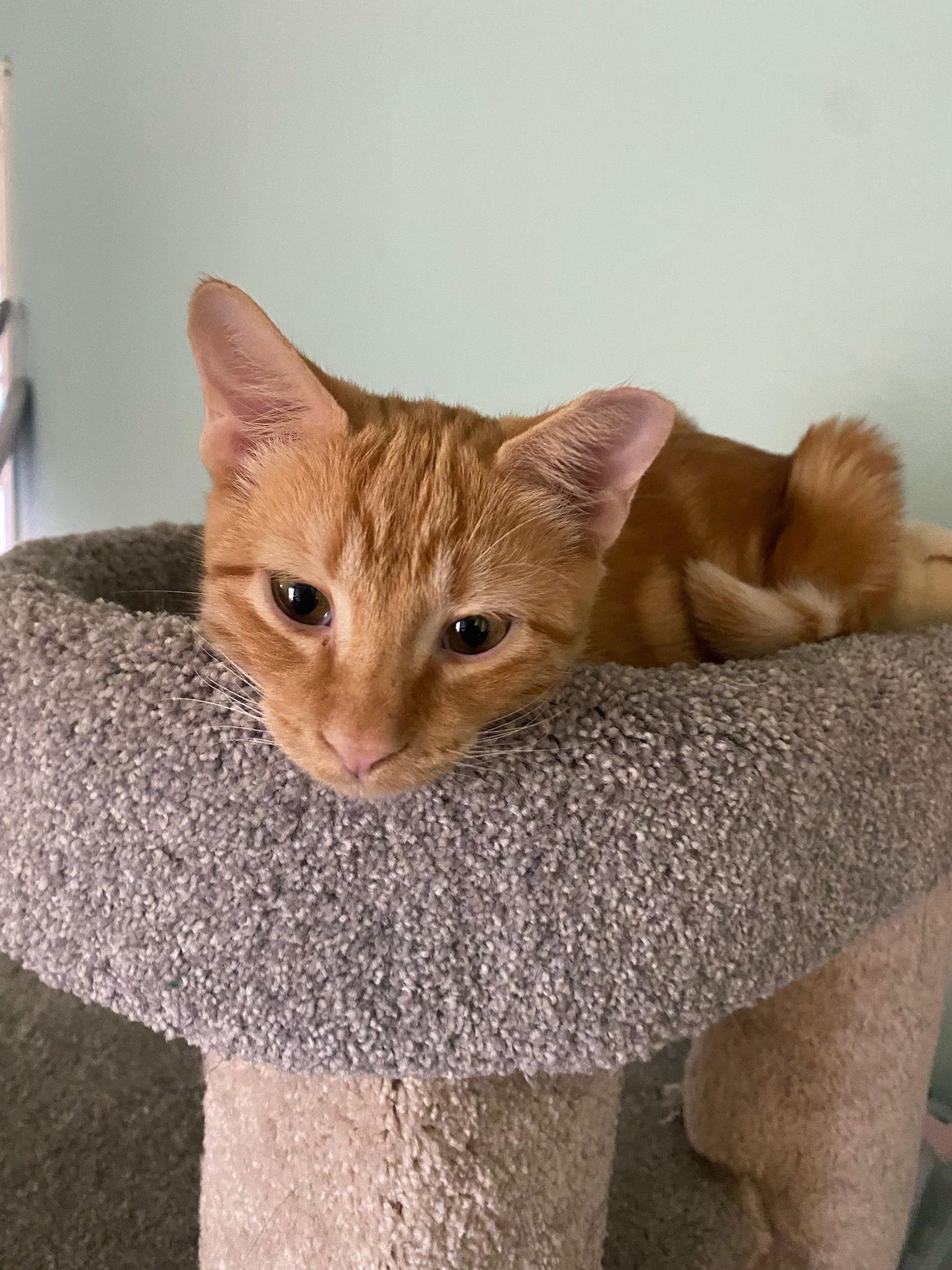 Enlarge DESI, a Adoptable mixed breed in San Antonio, TX image 2/3