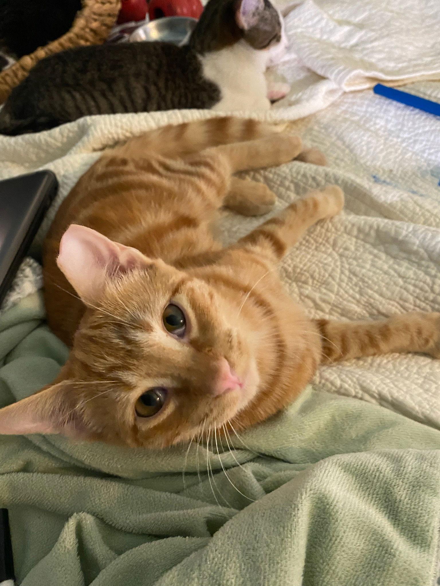 Enlarge DESI, a Adoptable mixed breed in San Antonio, TX image 3/3