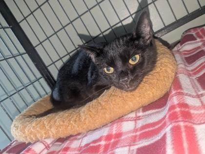 Nani, Adoptable, Adult Female Domestic Short Hair.
